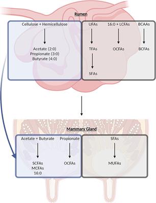 Full-fat dairy products and cardiometabolic health outcomes: Does the dairy-fat matrix matter?